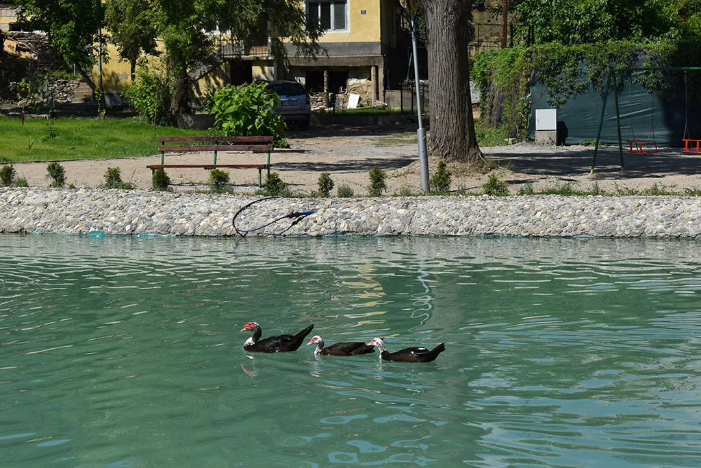 dsc-0469.webp